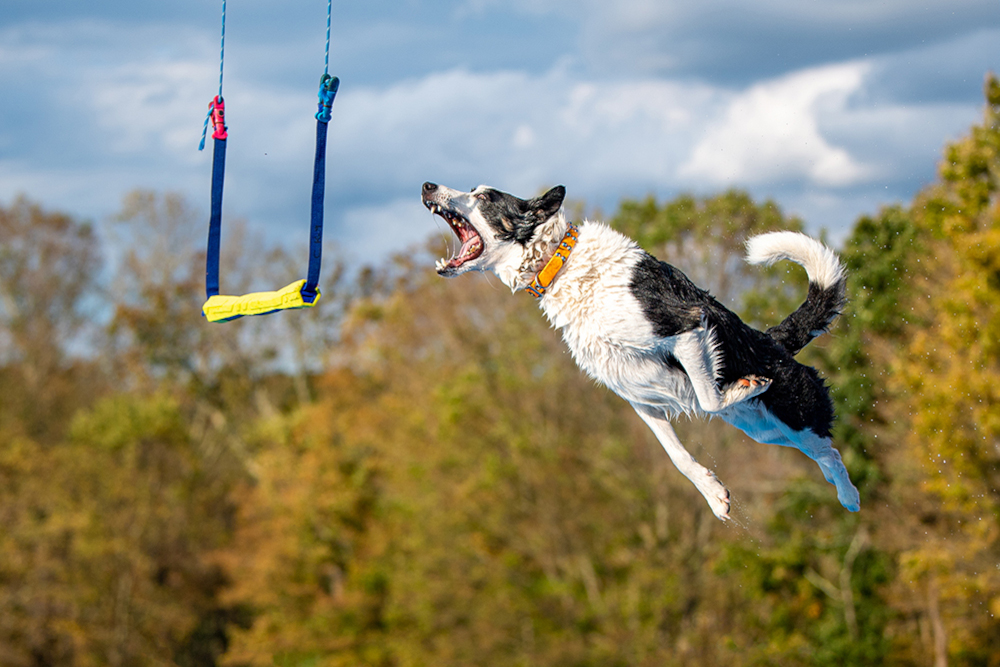 Dog Sports Photo Gallery